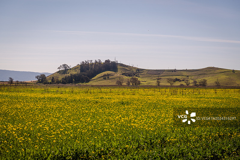 郊狼山丘区域公园的黑色芥菜田图片素材