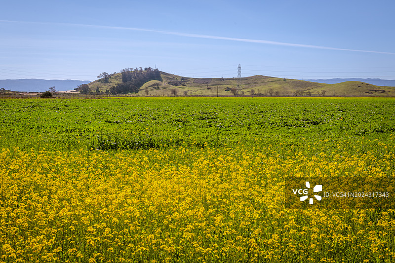 郊狼山丘区域公园的黑色芥菜田图片素材