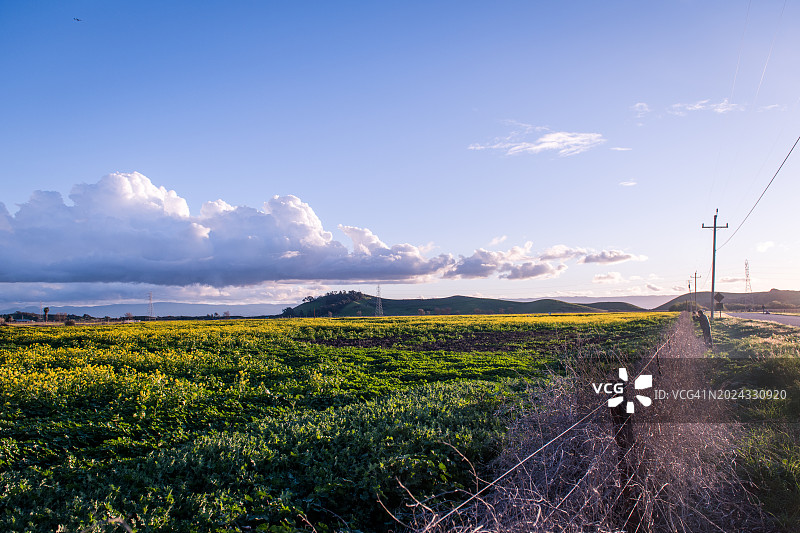 郊狼山丘区域公园的黑色芥菜田图片素材