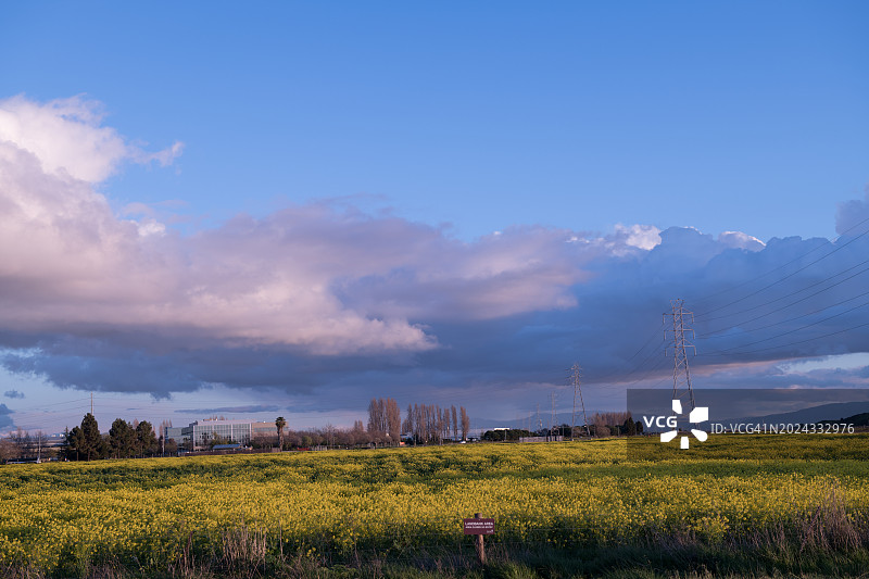 郊狼山丘区域公园的黑色芥菜田图片素材