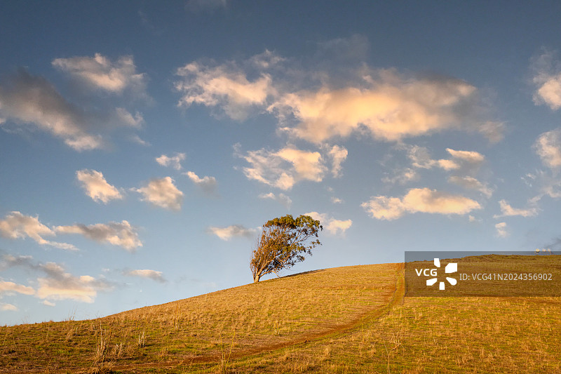 山坡上的倾斜树木图片素材