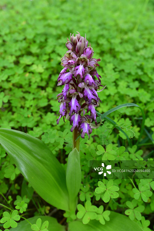 绿色草地上美丽的野生兰花图片素材