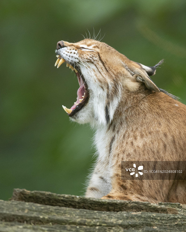 欧亚猞猁肖像，张着嘴露出牙齿，德国北莱茵-威斯特法伦州图片素材