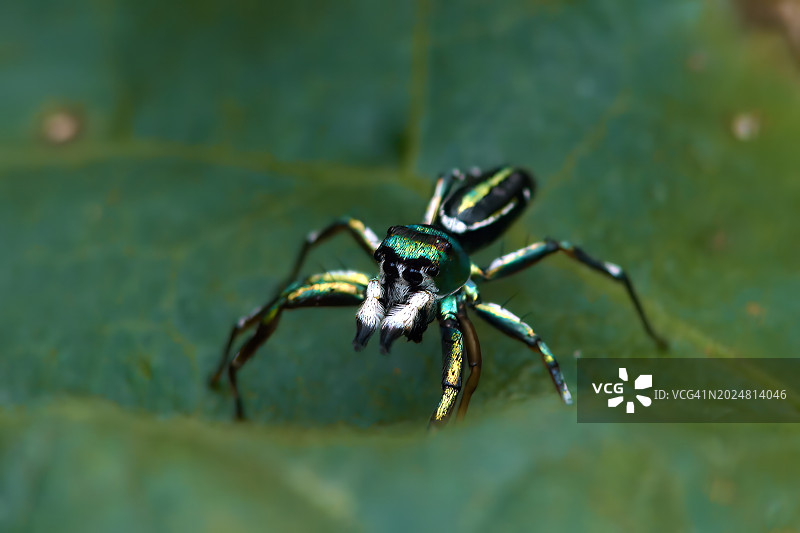 闪亮跳蛛的水平微距照片图片素材