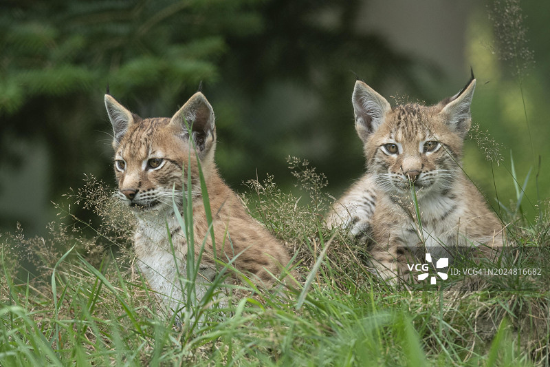 幼年猞猁，德国北莱茵-威斯特法伦州哈尔滕图片素材