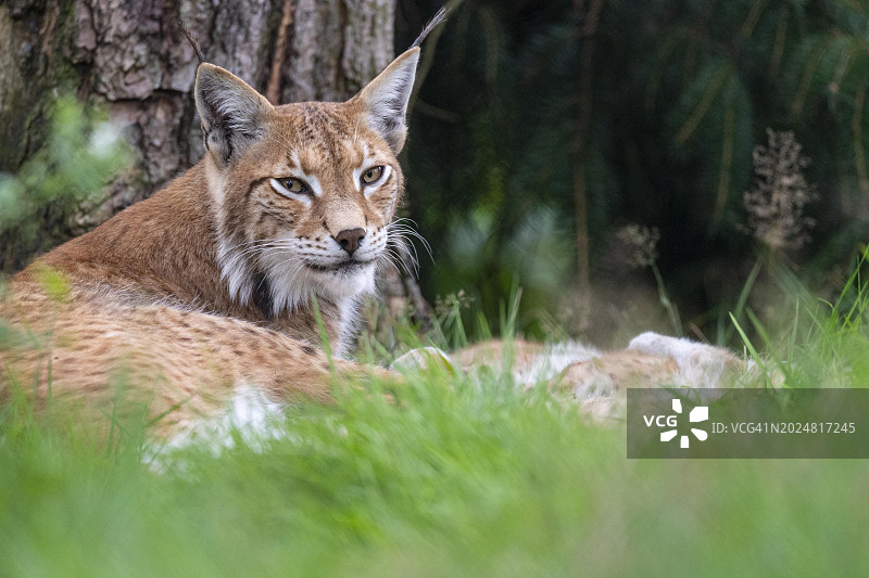欧亚猞猁，德国北莱茵-威斯特法伦州哈尔滕图片素材