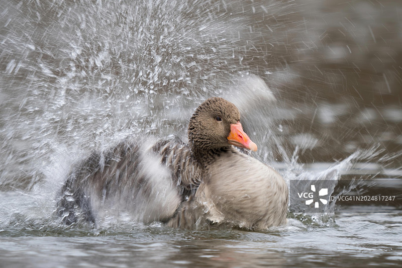 沐浴的灰雁，德国黑森州图片素材