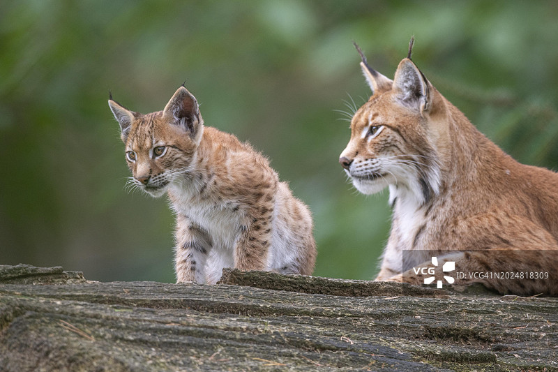 欧亚猞猁与幼崽，德国北莱茵-威斯特法伦州图片素材
