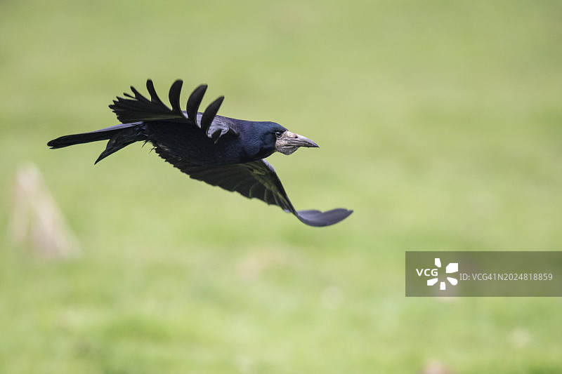 在飞行中的秃鼻乌鸦（德国下萨克森州许德）图片素材