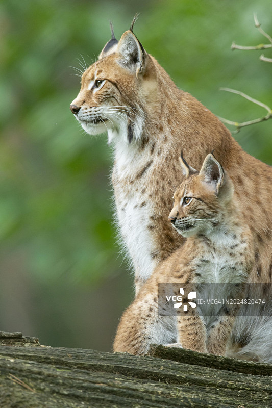 德国哈尔滕森林中的猞猁和幼崽图片素材