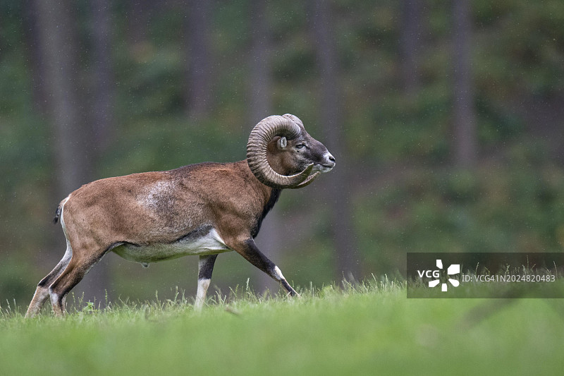 德国北莱茵-威斯特法伦的摩弗伦羊图片素材