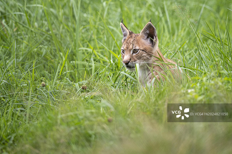 幼年猞猁，德国北莱茵-威斯特法伦州哈尔滕图片素材