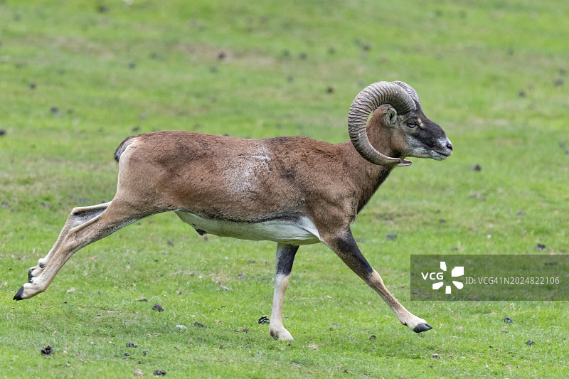 德国北莱茵-威斯特法伦的摩弗伦羊图片素材