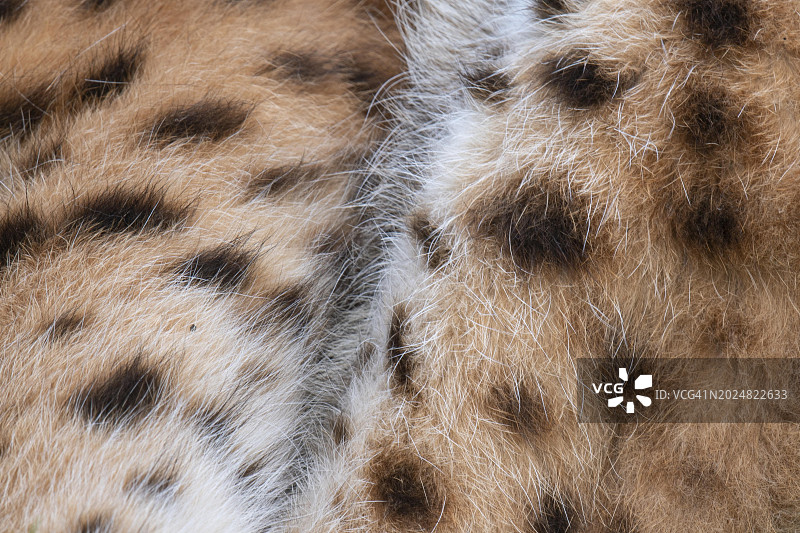 猞猁的毛皮，德国北莱茵-威斯特法伦州哈尔滕图片素材