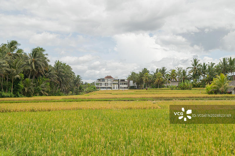 印度尼西亚巴厘岛乌布的乡村稻田图片素材