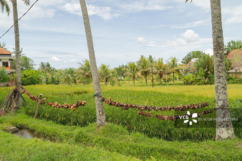 印度尼西亚巴厘岛乌布的乡村稻田图片素材