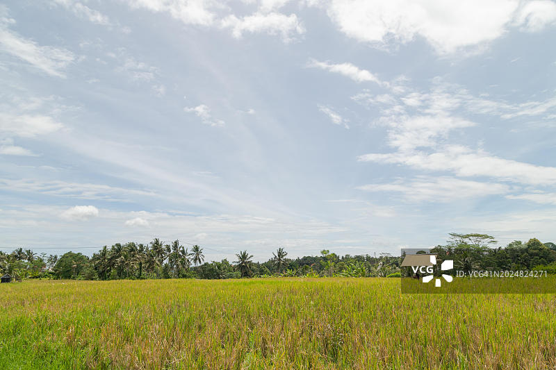 印度尼西亚巴厘岛乌布的乡村稻田图片素材