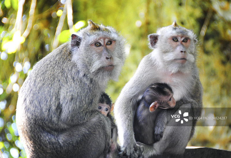 亚洲印度尼西亚巴厘岛的猴群图片素材