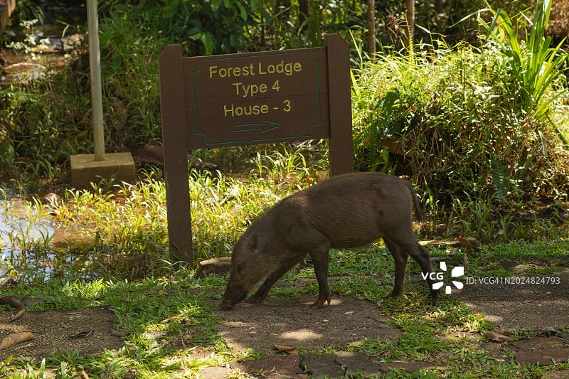 在巴科国家公园草地上觅食的须猪图片素材