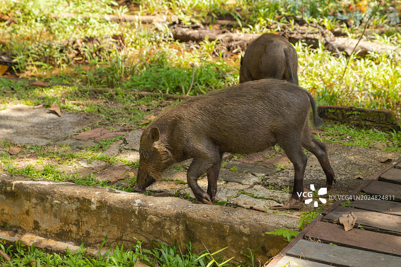 在巴科国家公园草地上觅食的须猪图片素材