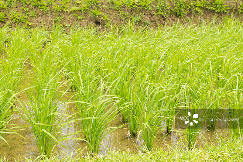 印度尼西亚巴厘岛水稻梯田与山脊景色图片素材