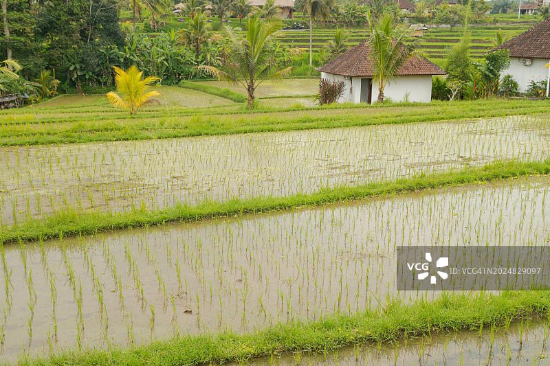 印度尼西亚巴厘岛水稻梯田与山脊景色图片素材
