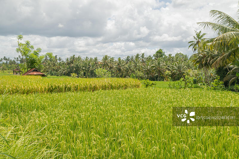 印度尼西亚巴厘岛乌布的乡村稻田图片素材