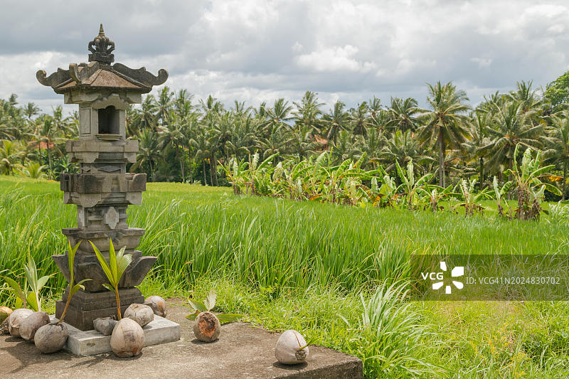 印度尼西亚巴厘岛乌布乡村稻田里带有椰子的祭坛图片素材