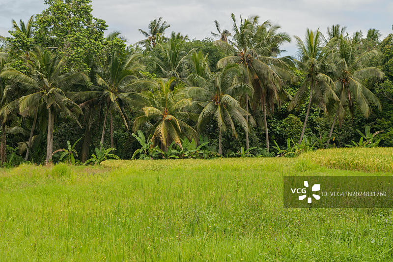 印度尼西亚巴厘岛乌布的乡村稻田图片素材