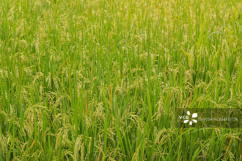 绿色稻田背景：印度尼西亚巴厘岛乌布的乡村稻田图片素材