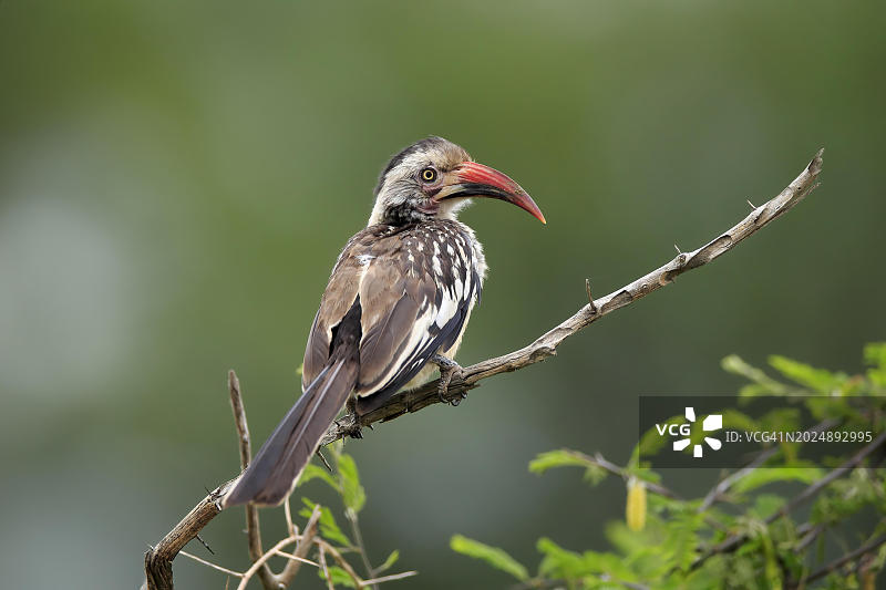 南非克鲁格国家公园等待中的成年红嘴弯嘴犀鸟图片素材