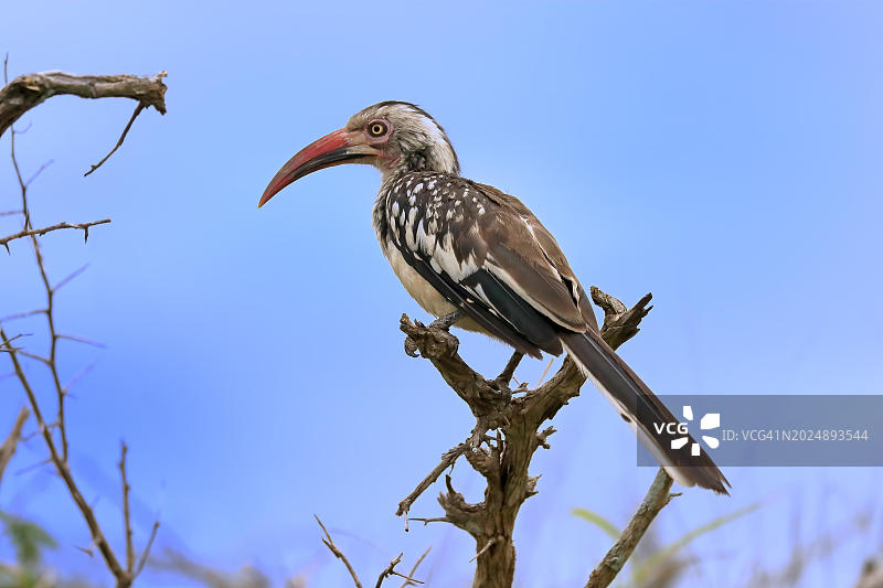 南非克鲁格国家公园等待中的成年红嘴弯嘴犀鸟图片素材