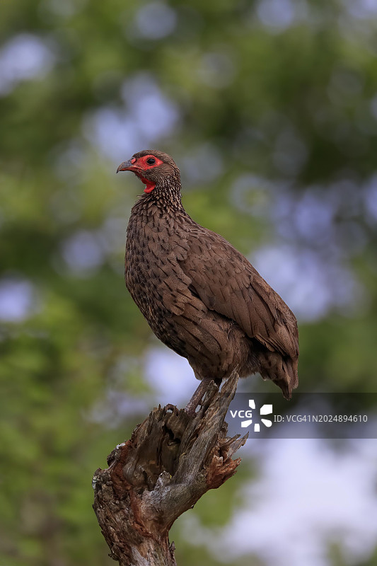 成年斯氏鹧鸪栖息在南非克鲁格国家公园图片素材