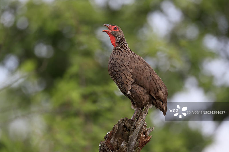 斯温森距翅鹑，成年，鸣叫，位于南非克鲁格国家公园图片素材