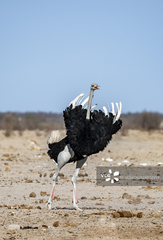非洲鸵鸟(Struthio camelus),成年雄性,抬起羽毛并鸣叫,威胁姿态,内布罗尼水坑,埃托沙国家公园,纳米比亚,非洲图片素材