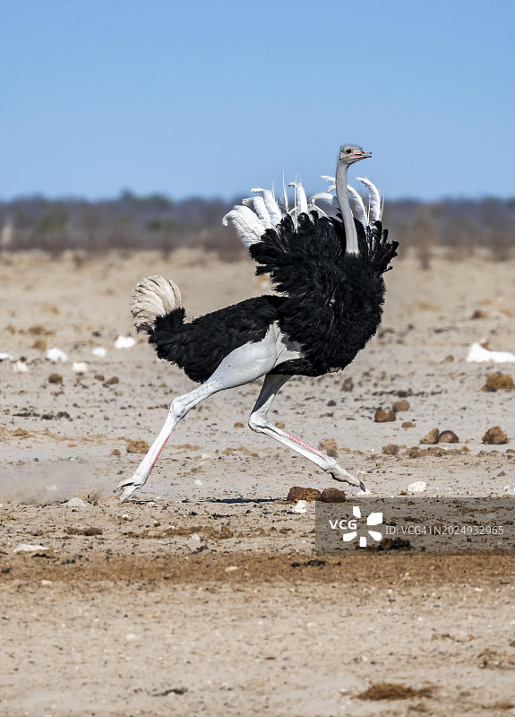 非洲鸵鸟(Struthio camelus),成年雄性,收拢羽毛奔跑,做出威胁姿势,在纳米比亚埃托沙国家公园的内布罗尼水坑图片素材