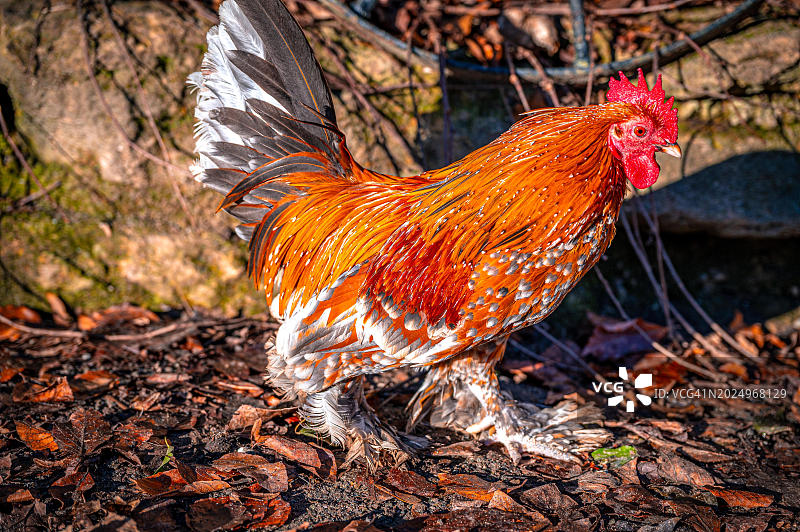 阳光下花园里的梵天鸡图片素材