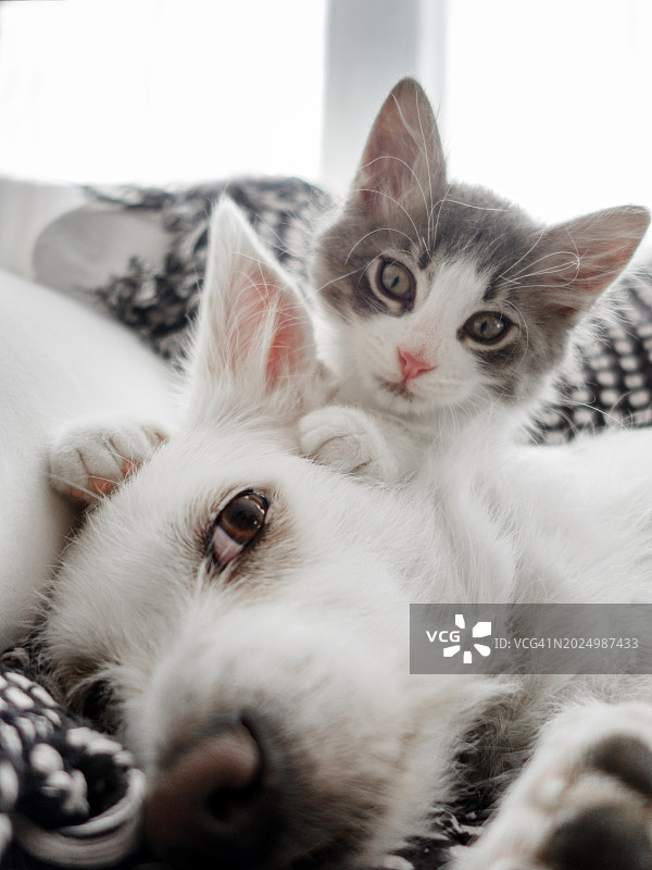 猫咪与狗自拍图片素材