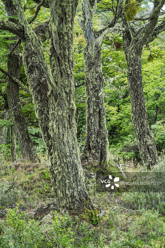 火地国家公园中被地衣覆盖的南方山毛榉(Nothofagus)森林，火地岛，巴塔哥尼亚，阿根廷，南美洲图片素材