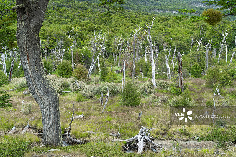 火地岛国家公园的南方山毛榉森林图片素材