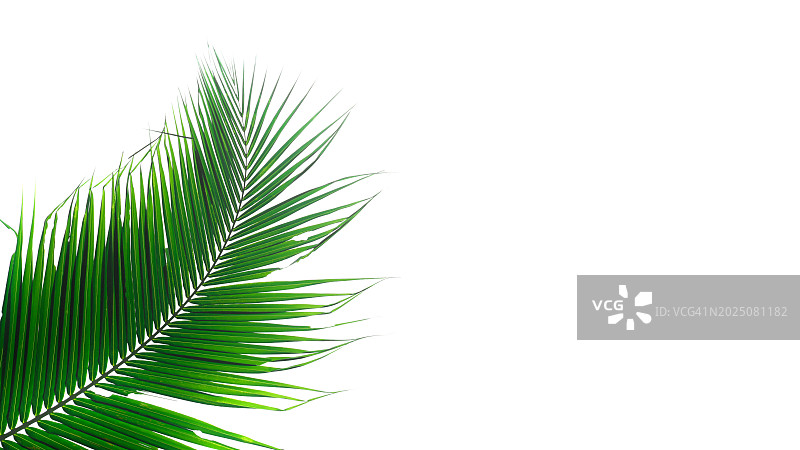 白色背景上的绿色棕榈树叶图片素材