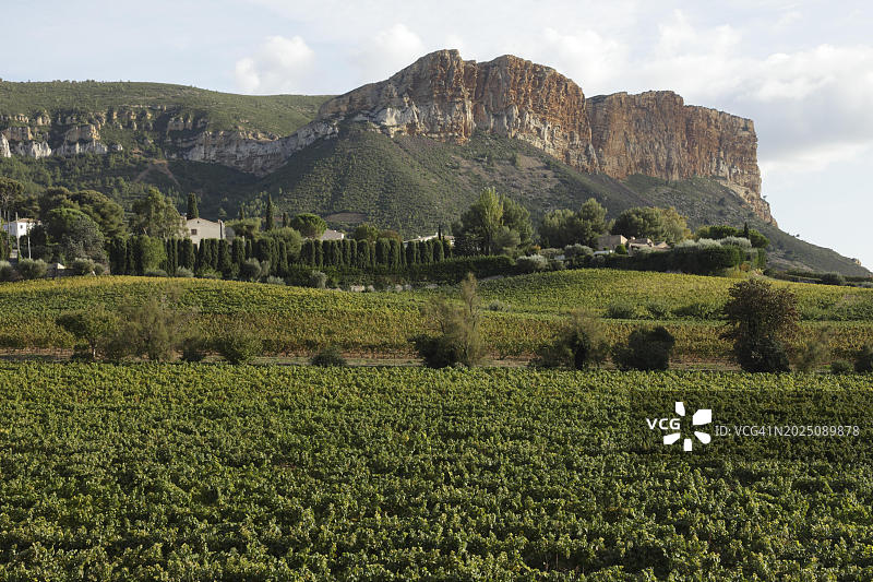 法国卡西斯卡奈尔岬的葡萄园风光图片素材