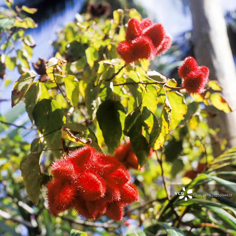 塞舌尔的红色花朵图片素材
