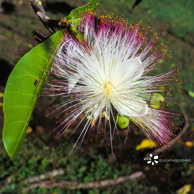 塞舌尔番石榴图片素材