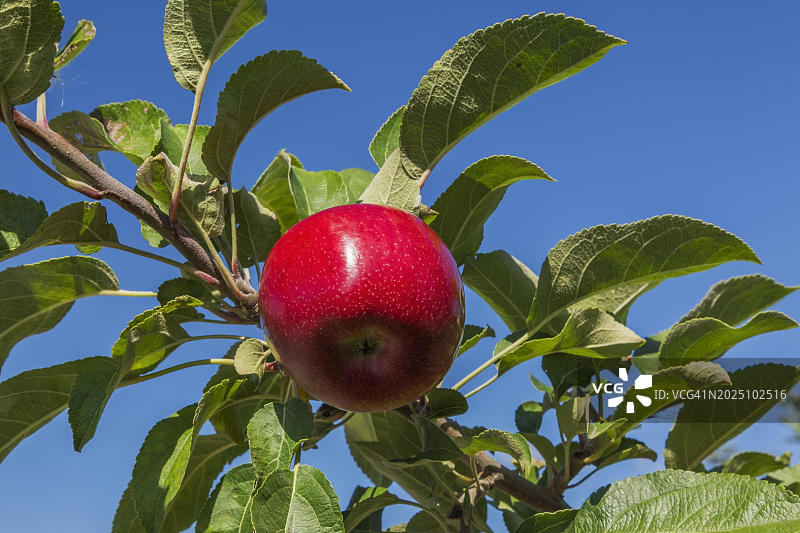 魁北克晚夏红苹果树枝图片素材