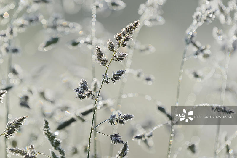 德国北莱茵-威斯特法伦，雾中果园草上的晨露图片素材