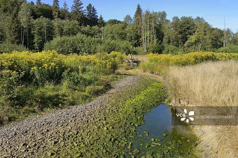 阿恩斯贝格森林,因极端高温和干旱而干涸的森林溪流,岸边的金鸡菊(Solidago),花序,阿恩斯贝格森林自然公园,德国北莱茵-威斯特法伦州,欧洲图片素材
