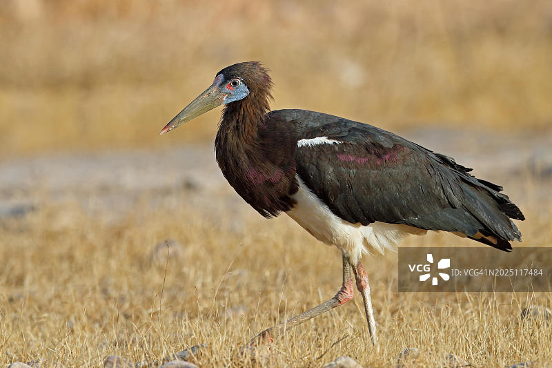 阿卜丁氏鹳，阿曼，亚洲图片素材