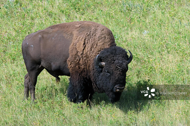 美洲野牛，卡斯特州立公园，美国，北美洲图片素材