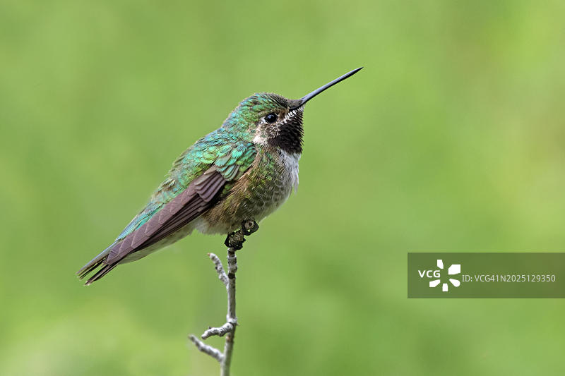 阔尾蜂鸟，美国，北美洲图片素材
